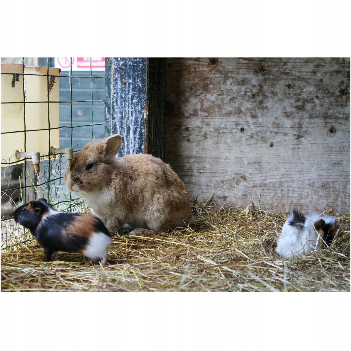 Słoma dla psa do ocieplenia budy 8 kg – kostka 50x40x70 cm, wyściółka dla zwierząt