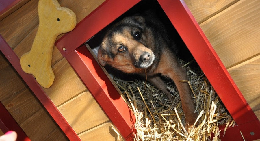 Słoma w kostce 7 kg – naturalna ściółka do budy psa, kojca i kurnika, ok. 240 l