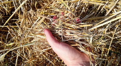 Słoma w kostce 7 kg – naturalna ściółka do budy psa, kojca i kurnika, ok. 240 l