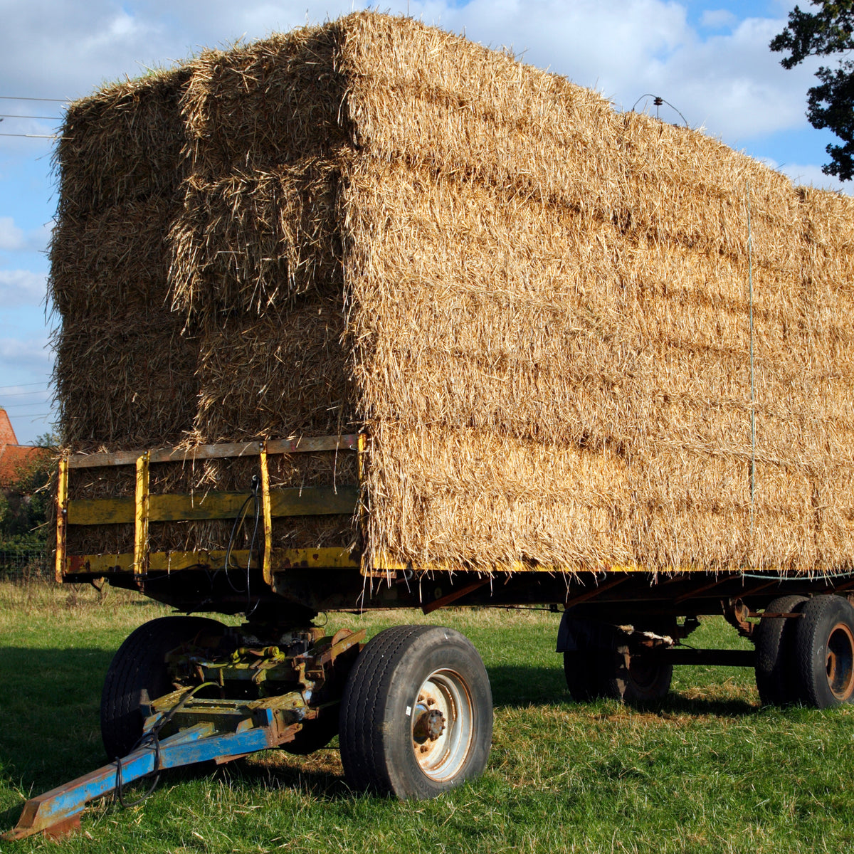 Słoma dla psa do budy – ściółka i legowisko w kostce 112 l, 75 x 50 cm, naturalna
