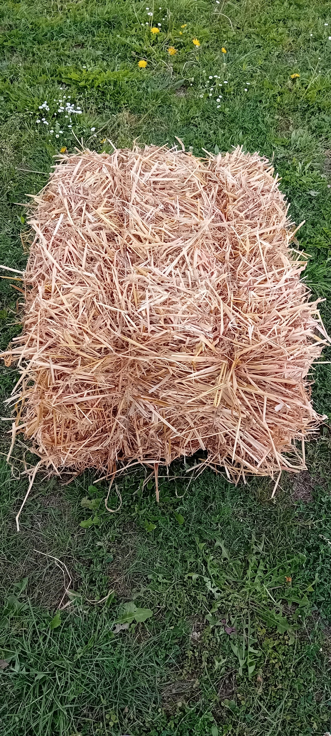 Słoma pszenna 7 kg – naturalna ściółka dla królików, gryzoni i drobiu, kostka w kartonie
