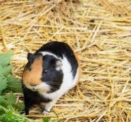 Słoma pszenna 7 kg – naturalna ściółka dla królików, gryzoni i drobiu, kostka w kartonie