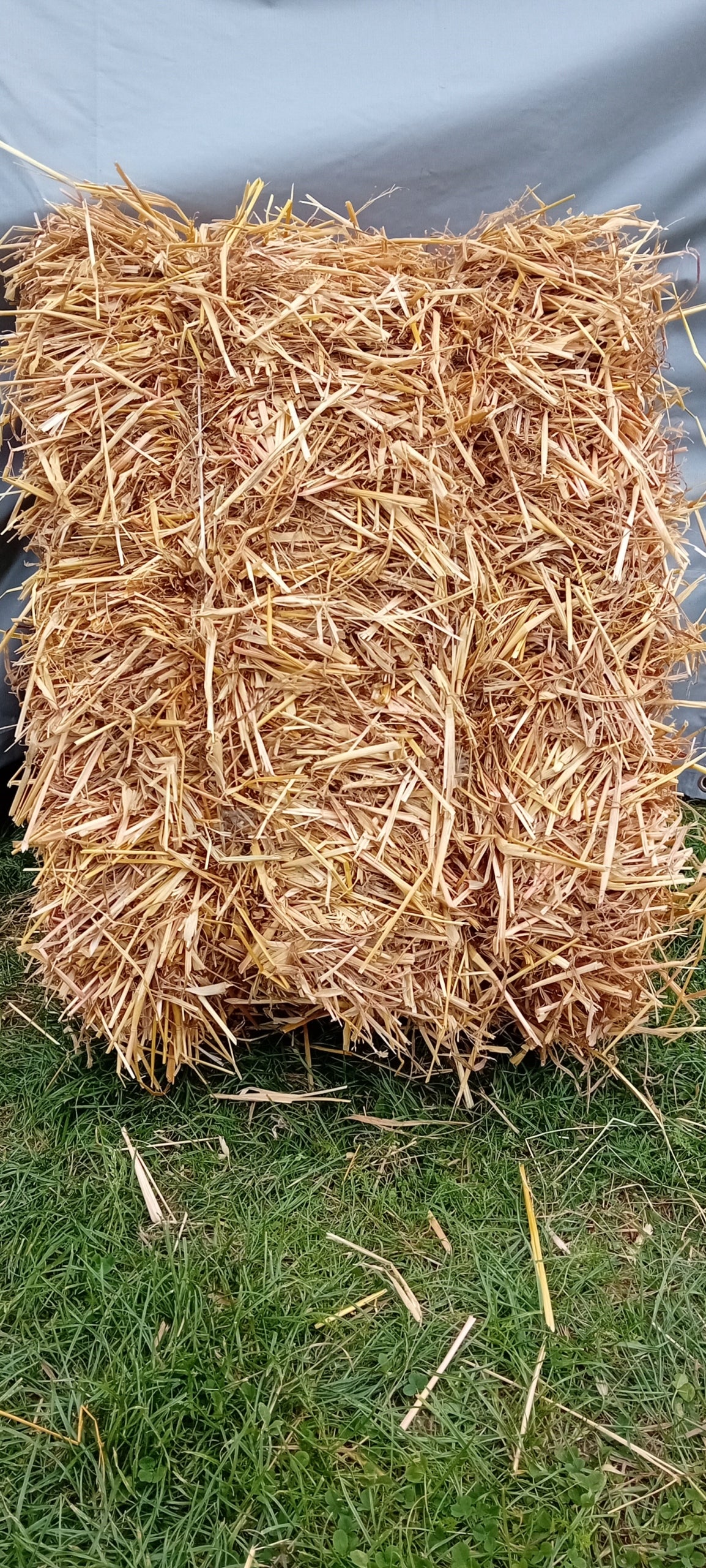 Słoma pszenna 7 kg – naturalna ściółka dla królików, gryzoni i drobiu, kostka w kartonie