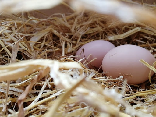 Słoma pszenna 7 kg – naturalna ściółka dla królików, gryzoni i drobiu, kostka w kartonie
