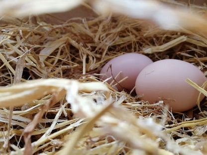 Słoma pszenna 7 kg – naturalna ściółka dla królików, gryzoni i drobiu, kostka w kartonie