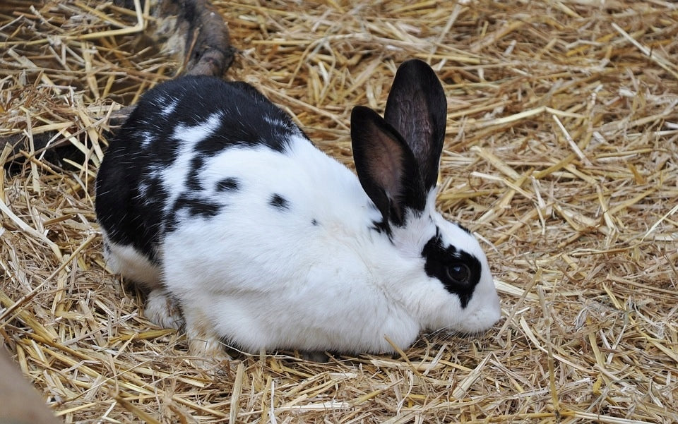 Słoma pszenna 7 kg – naturalna ściółka dla królików, gryzoni i drobiu, kostka w kartonie