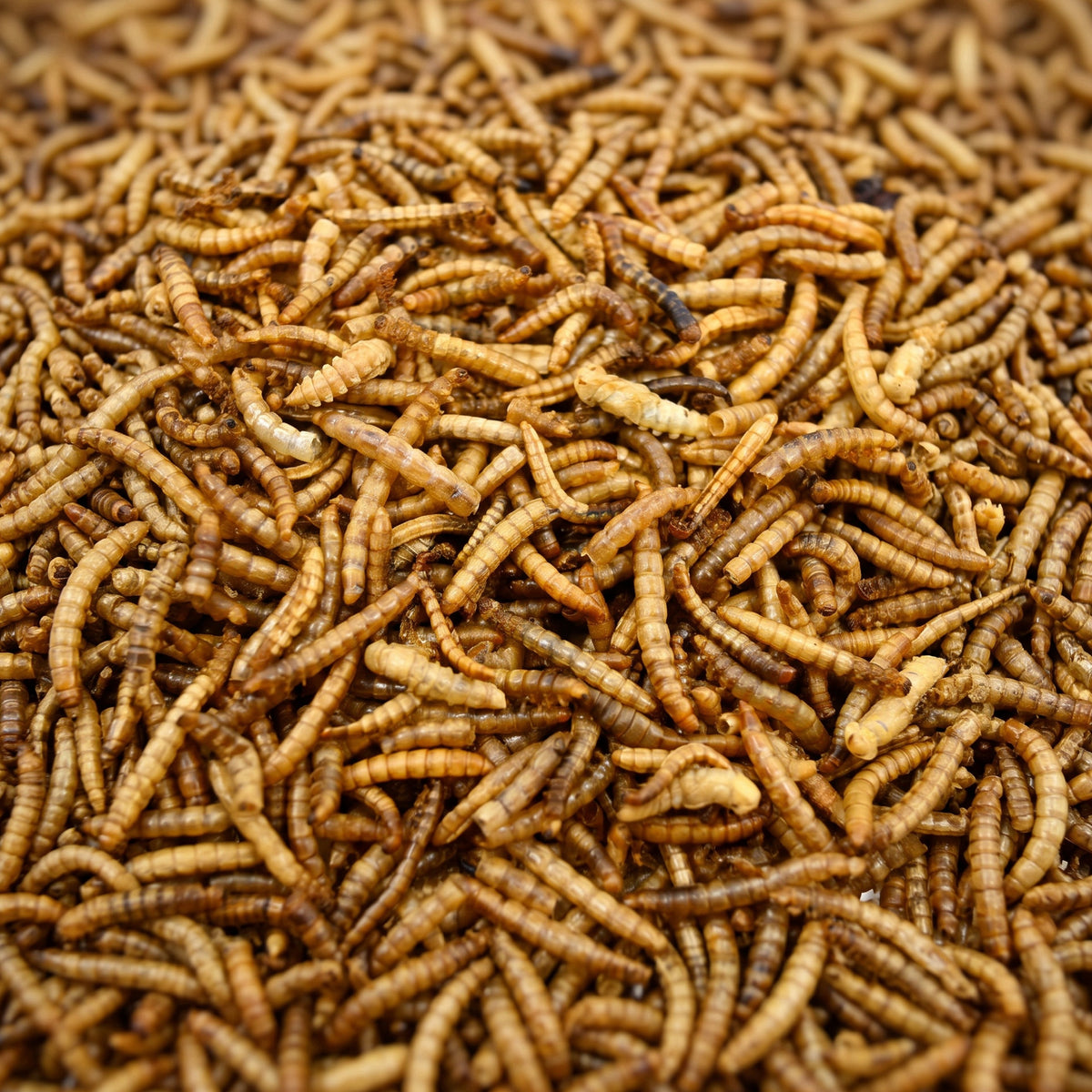BirdFit suszone larwy mącznika młynarka 300 g – naturalny pokarm białkowy dla ptaków