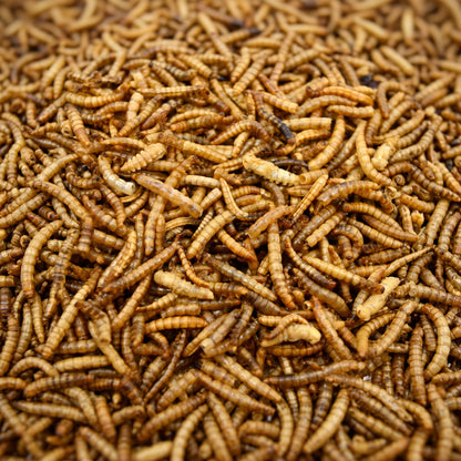 BirdFit suszone larwy mącznika młynarka 300 g – naturalny pokarm białkowy dla ptaków