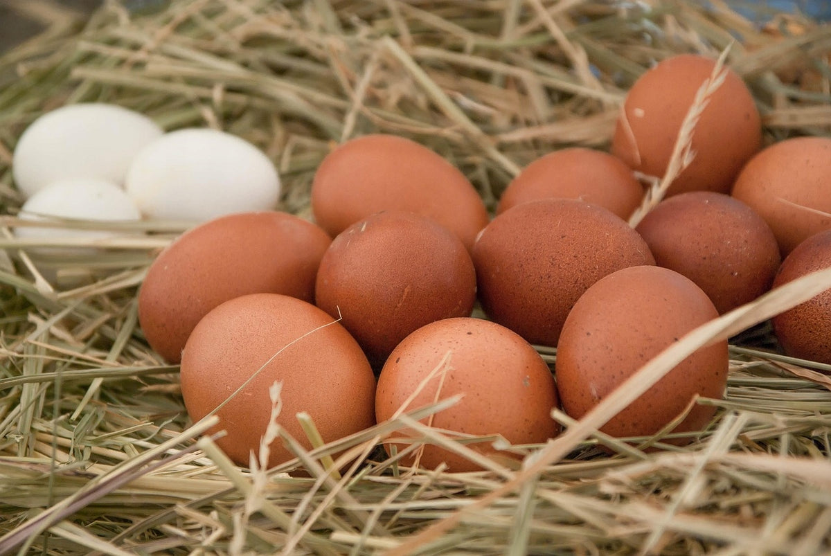 Słoma w kostce 10 kg – naturalna wyściółka dla psa, kota, królika i kur, do ogrodu – żółta
