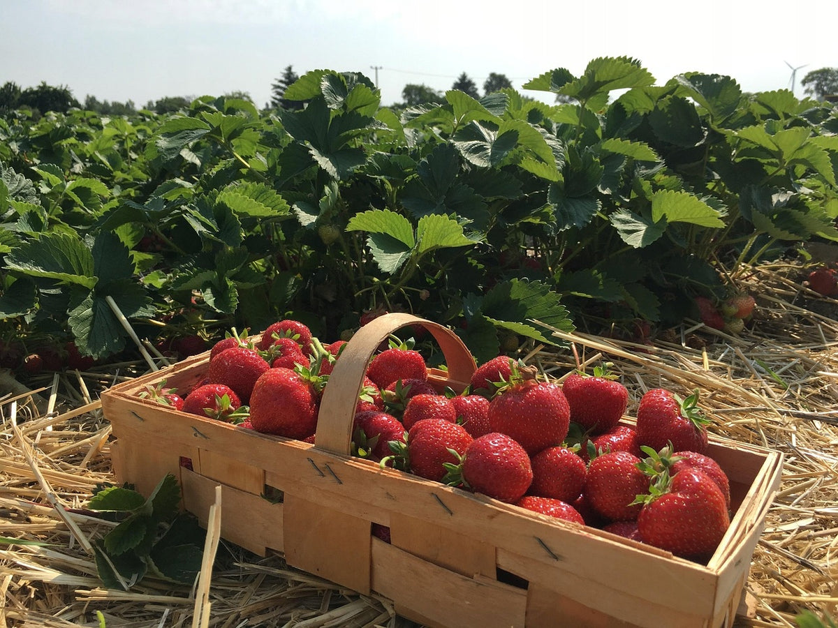 Słoma w kostce 10 kg – naturalna wyściółka dla psa, kota, królika i kur, do ogrodu – żółta