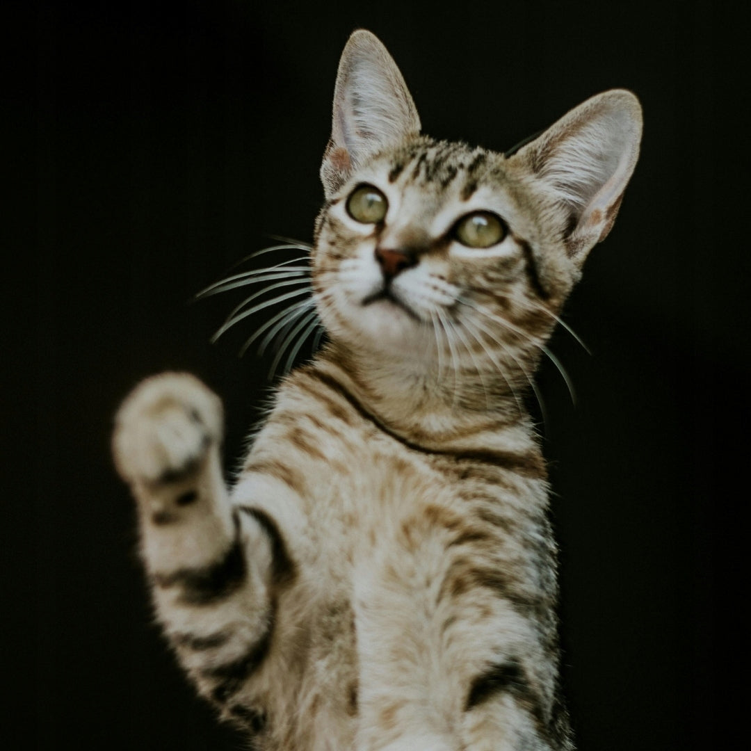 Golden Pet Food Hummer Cat sucha karma dla kota 20 kg pełnoporcjowa z tauryną – mix smaków