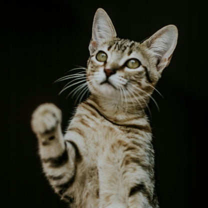 Golden Pet Food Hummer Cat sucha karma dla kota 20 kg pełnoporcjowa z tauryną – mix smaków