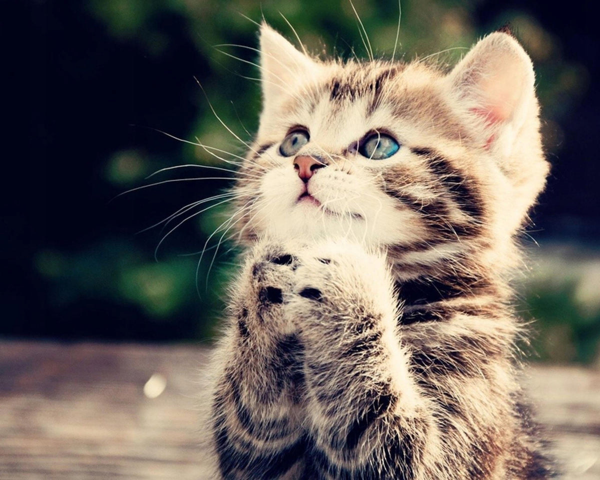 Arion Original Kitten sucha karma dla kociąt 2 kg z kurczakiem – bez zbóż, z prebiotykiem