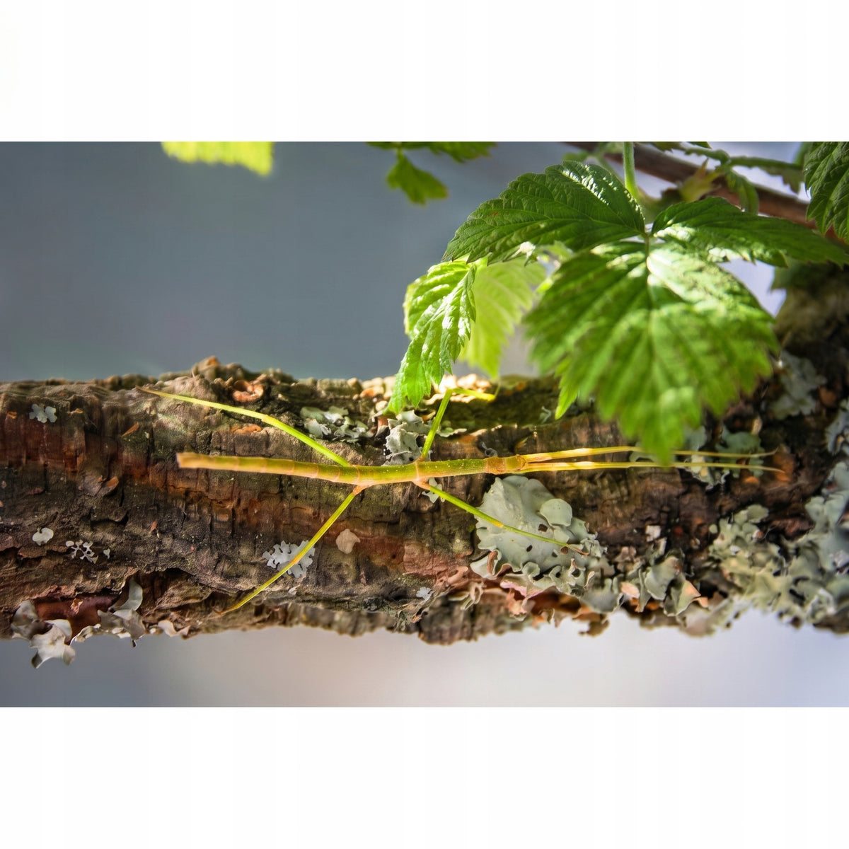 Terrarium dla patyczaków 6 l szklane 30 cm – zestaw z pokrywą korkową i wyposażeniem
