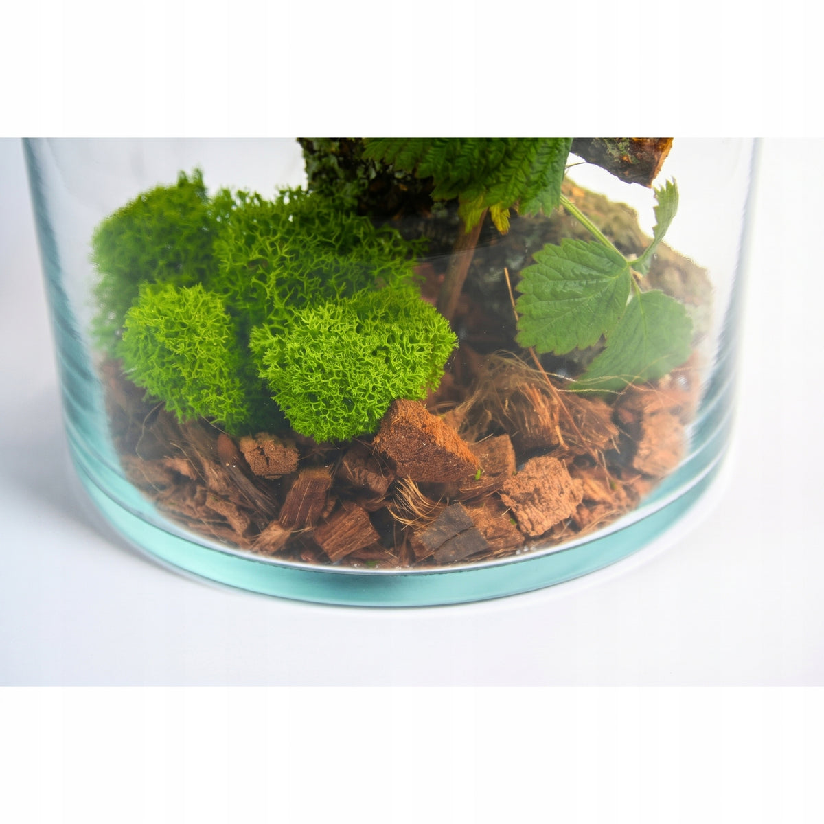 Terrarium dla patyczaków 6 l szklane 30 cm – zestaw z pokrywą korkową i wyposażeniem