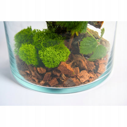 Terrarium dla patyczaków 6 l szklane 30 cm – zestaw z pokrywą korkową i wyposażeniem
