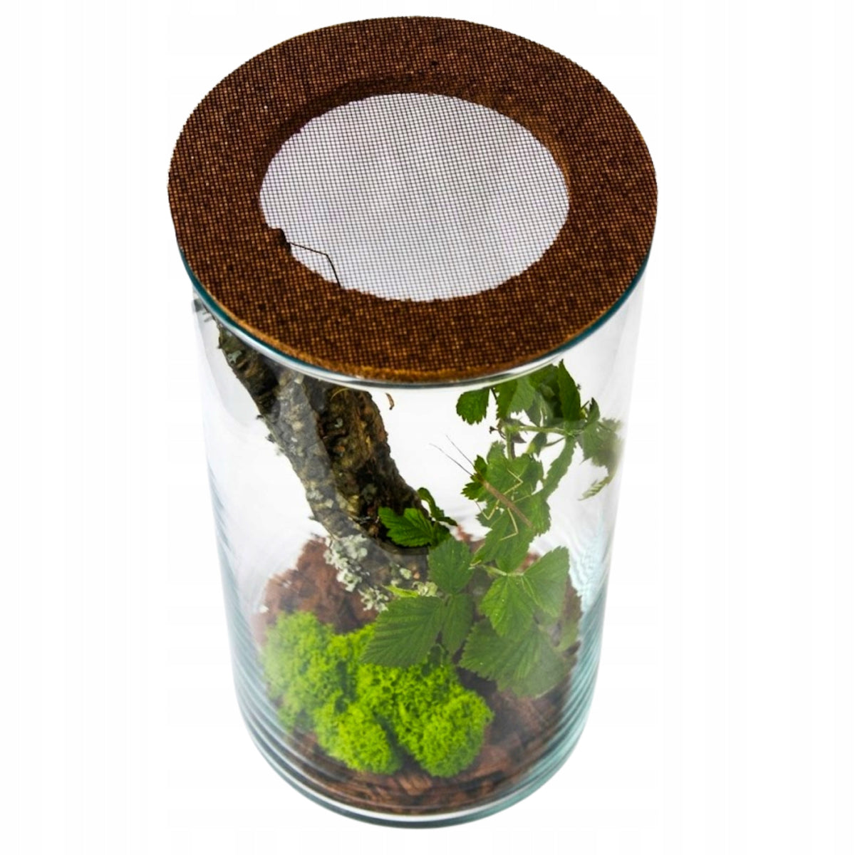 Terrarium dla patyczaków 6 l szklane 30 cm – zestaw z pokrywą korkową i wyposażeniem