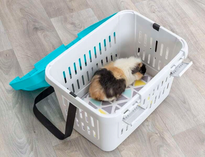 Trixie Transporter dla kota i psa do 5 kg Midi-Capri otwierany od góry – szaro-turkusowy