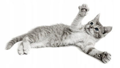Imac Easy Cat kuweta zamknięta dla kota 50 x 40 x 40 cm z drzwiczkami i filtrem – niebieska