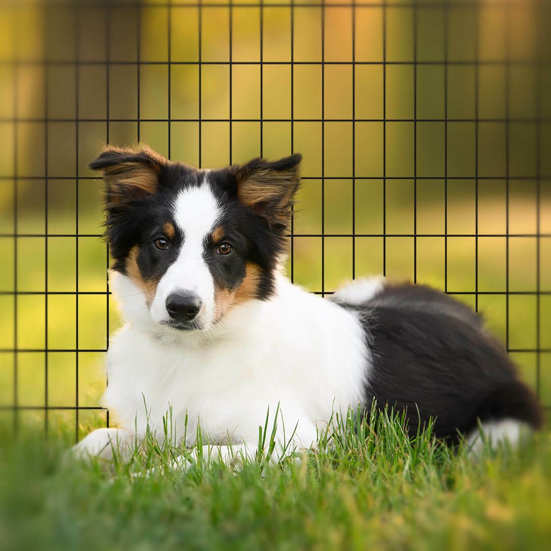 Oh!dog Kojec dla psa i szczeniąt 8 przęseł 60 cm, stal proszkowana, składany – rozmiar M
