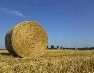Żwirek słomiany dla gryzoni i królików 50 l 20 kg bezpyłowy, chłonny – 2 worki po 10 kg