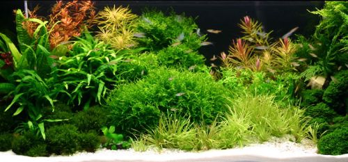 Wiwal Zestaw akwarium 25 l prostokątne 40x25x25 cm z filtrem, pokrywą i oświetleniem