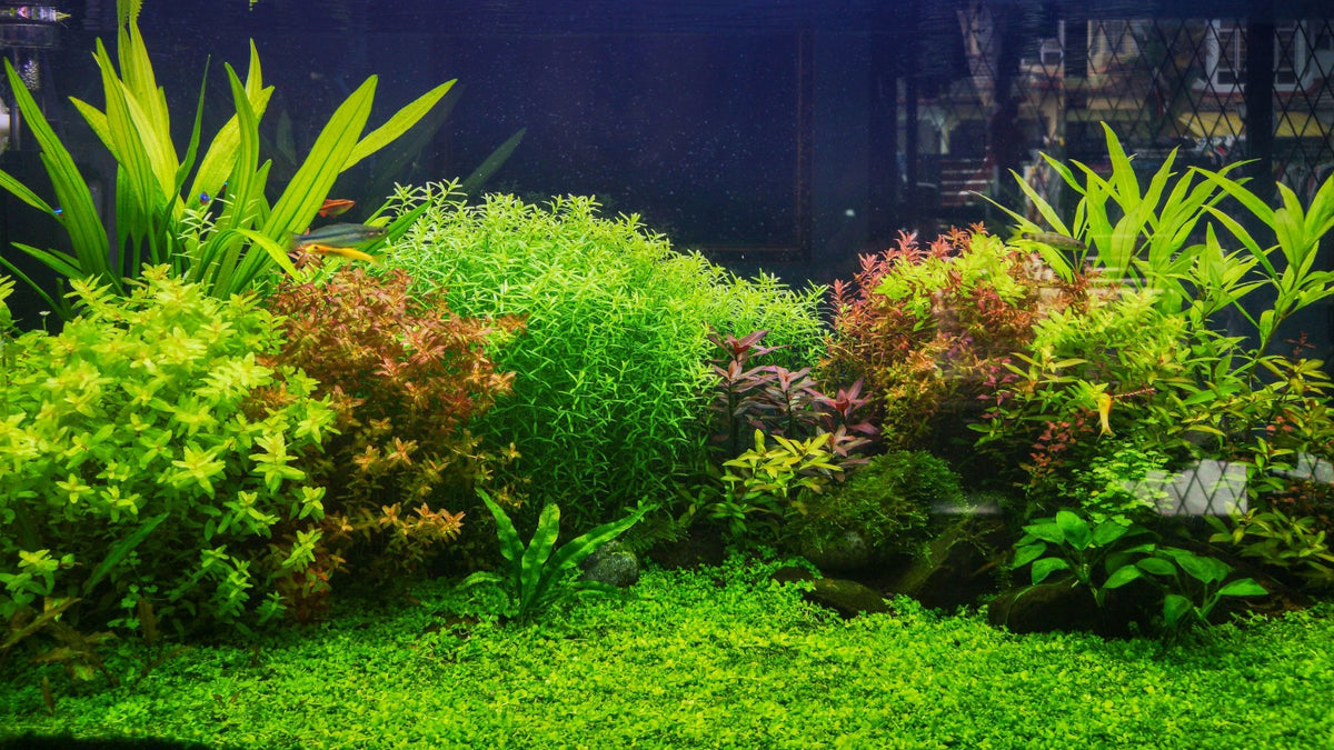 Invital Zestaw CO2 do akwarium 5 l z reduktorem, dyfuzorem i zaworem 12 V – nocne wyłączanie
