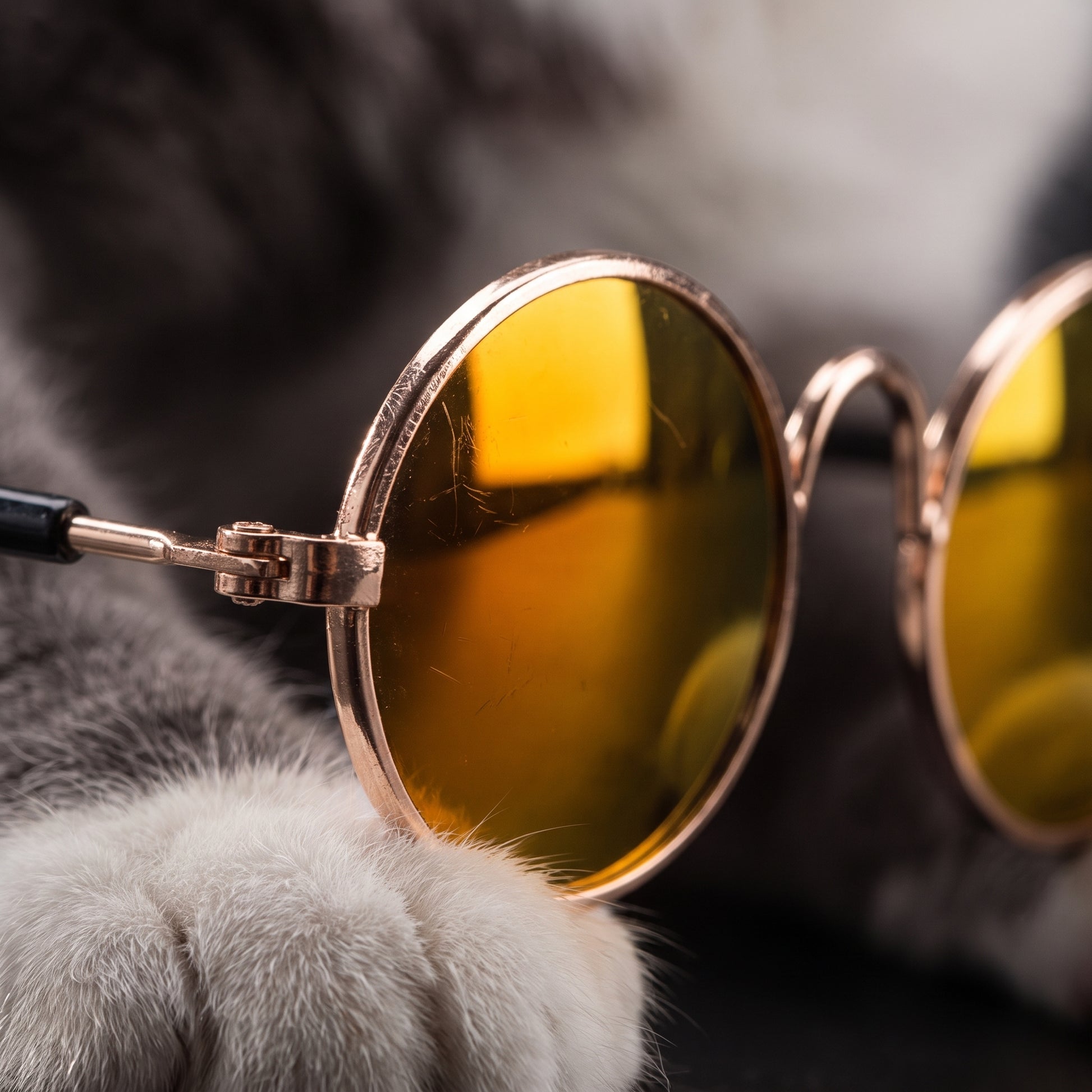 Lifestyle: detal + zwierzę