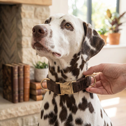 Dog adjusting its velour collar in a home environment, with natural window light highlighting the texture and engraved tag.