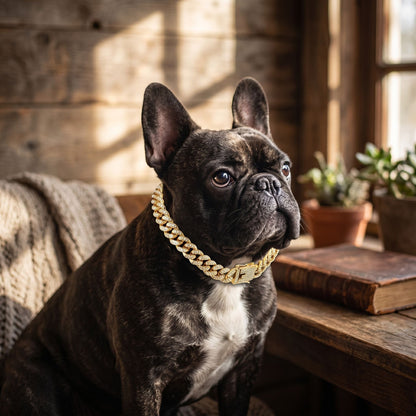 Portrait of a dog with an adjustable collar in a rustic indoor setting, showcasing collar details and shine.