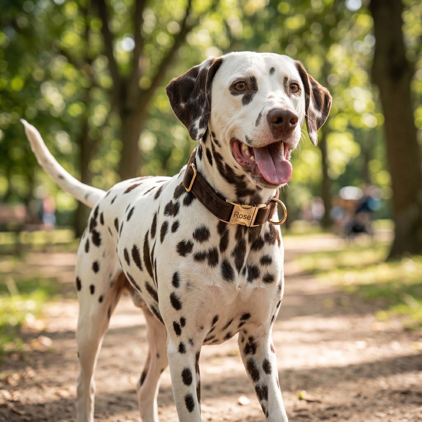 Full-body of a joyful dog wearing a personalized velour collar outdoors, highlighting the collar's fit and material in natural sunlight.
